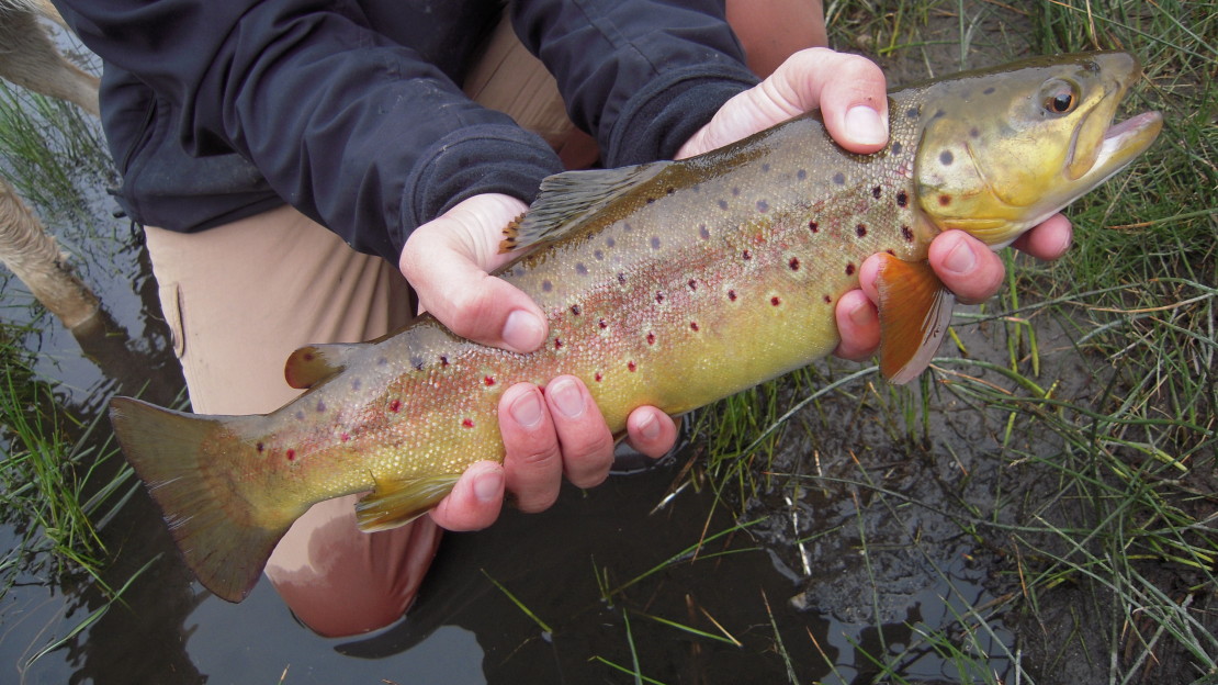 A nice Brown Trout held by a girls hands out of the water