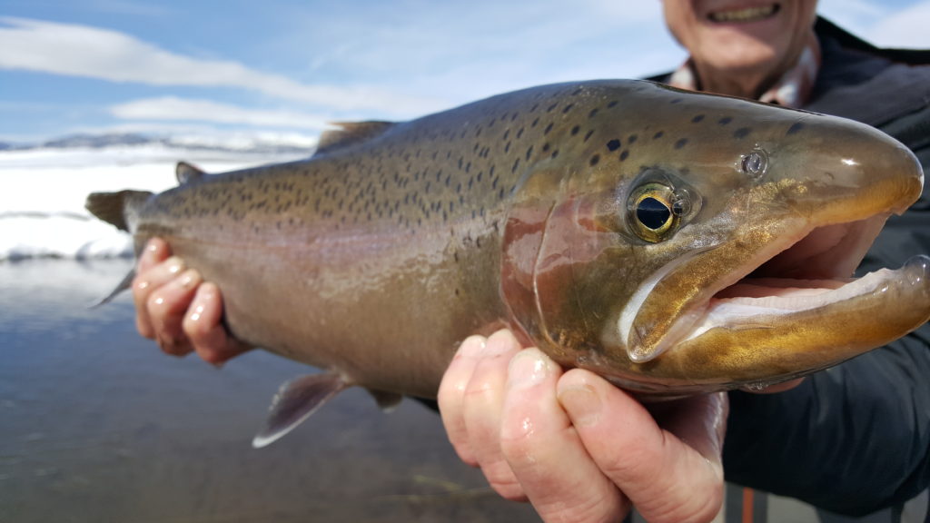 Mammoth Lakes and Fishing Reports Sierra Trout Fly