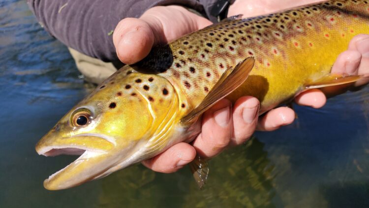 Mammoth Lakes and Bishop Fishing Reports | STM Fly Shop