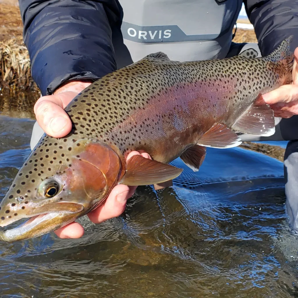 Upper Owens River fly fishing !